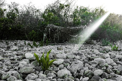 Plant growing on rocks