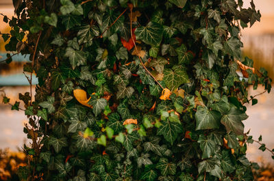 Close-up of fruits growing on tree