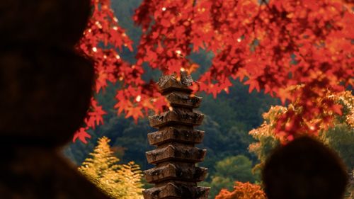 Stack of tree by building during autumn