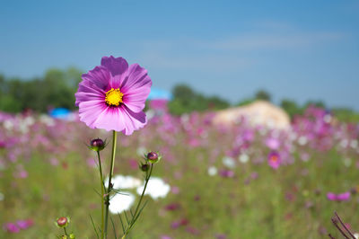 Close-up of pink cosmos flower on field