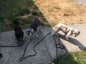High angle view of two dogs