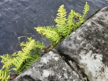 Plant growing on rock