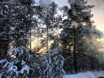 Snow covered trees in forest against sky