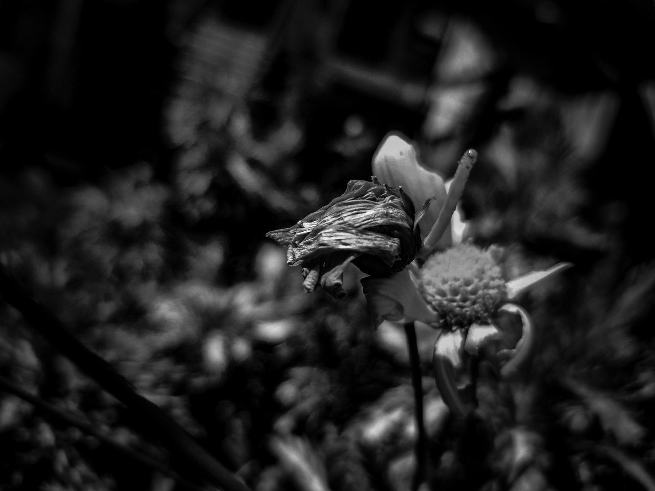 CLOSE-UP OF WILTED FLOWERS