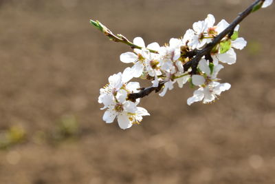 Close-up of cherry blossoms in spring