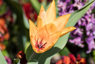Close-up of purple flowering plant