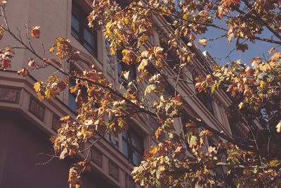 Low angle view of tree by house