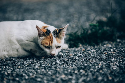 Close-up of a cat lying on road