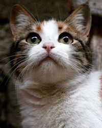 Close-up portrait of a cat