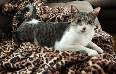 Portrait of cat resting on bed at home
