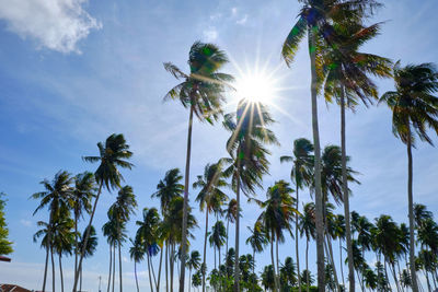 Low angle view of sunlight streaming through palm trees against sky