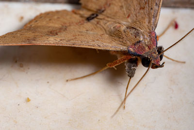 Close-up of butterfly