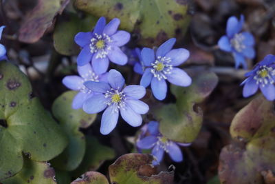 Close-up of purple flowering plants