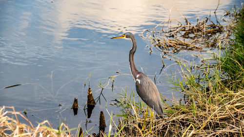 High angle view of gray heron at lakeshore