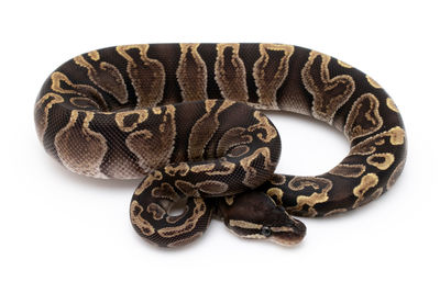 Close-up of snake against white background