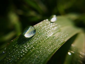 Close-up of raindrops on leaves