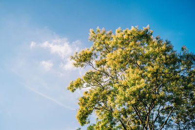 Low angle view of tree against sky