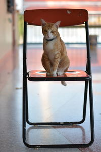 Portrait of cat sitting on floor