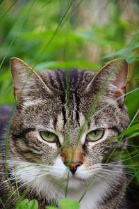 Close-up portrait of a cat