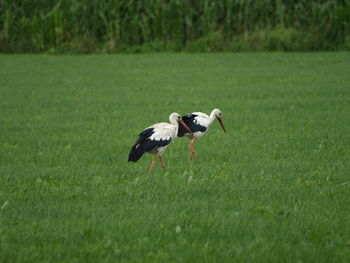 Bird on field