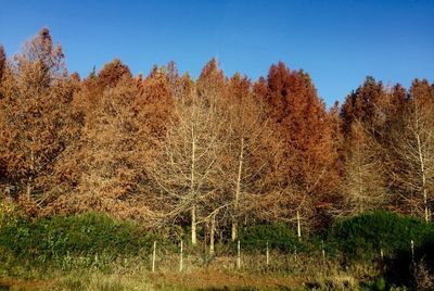 View of trees in forest against clear sky