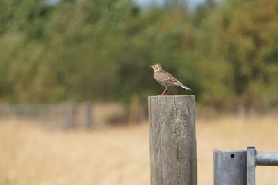 Bird perching on wooden post