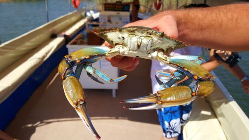 Midsection of person holding fish