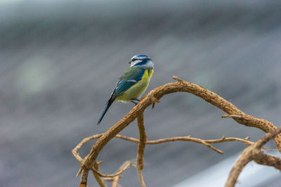 Close-up of bluetit perching on branch