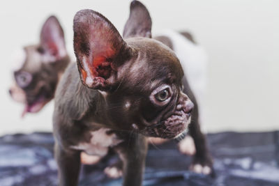 Close-up portrait of puppy