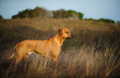 Close-up of dog on field against sky