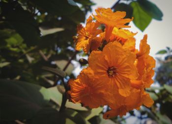 Close-up of yellow flower blooming outdoors