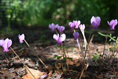 Close-up of pink crocus flowers on field
