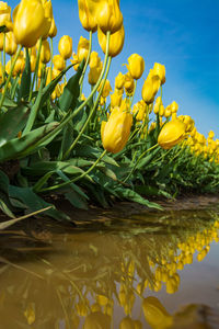 Close-up of yellow flowering plant