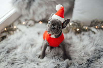 Close-up of christmas tree
