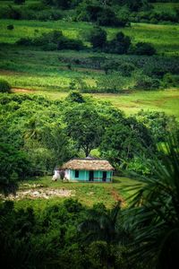 House and trees on green landscape