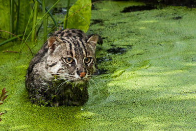 Wild cat in algae covered pond at forest