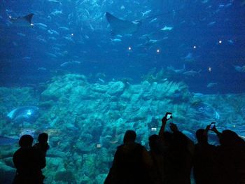 Silhouette people looking at sea life in ocean park hong kong