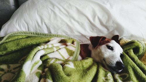 Close-up of dog relaxing on bed at home
