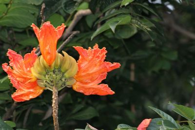 Close-up of orange rose flower