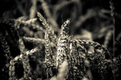 Close-up of plants