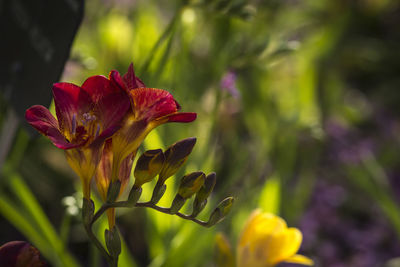 Close-up of flower blooming outdoors