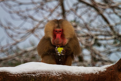 A baboon with an apple on the tree in winter