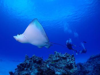 Scuba diver swimming underwater next to fish