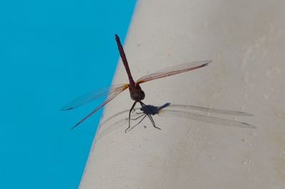 Close-up of damselfly on blue