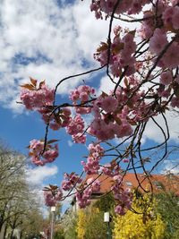 Close-up of cherry blossom tree against sky