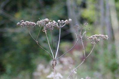 Close-up of wilted flower on field