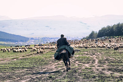 Rear view of man riding horse on field against sky