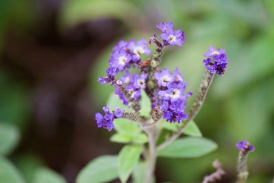 Close-up of purple flowering plant