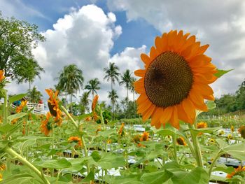 Close-up of sunflower on field against cloudy sky