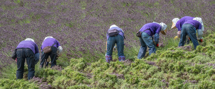 Workers plucking lavenders on field